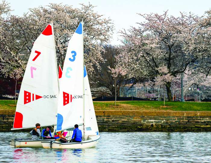 dc sail cherry blossoms