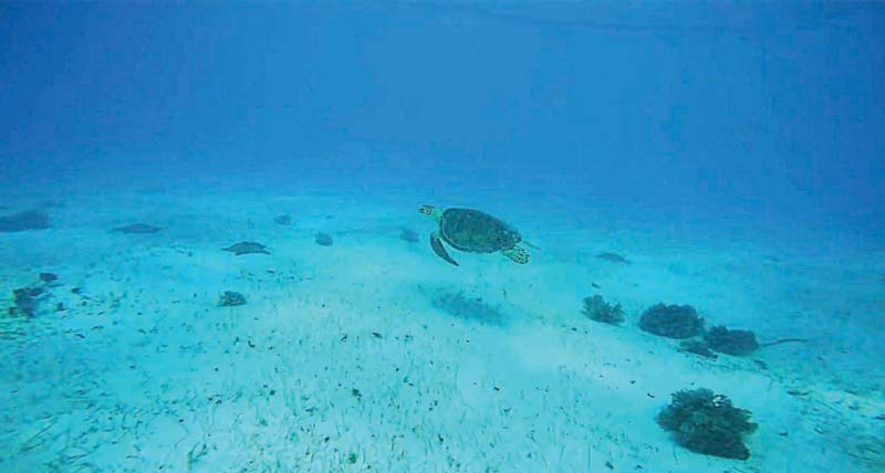 sea turtles in Grenada sea turtles in Grenada