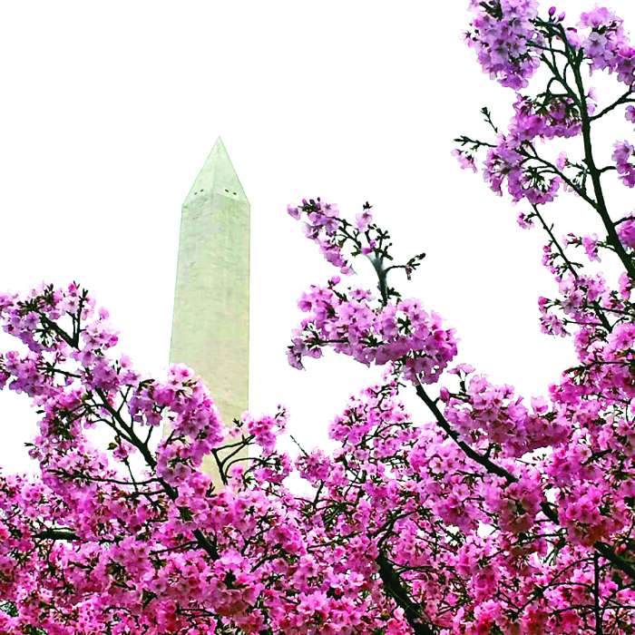 cherry blossoms washington monument